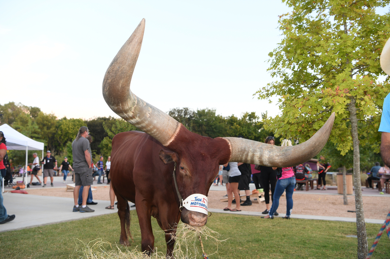 Oliver the Watusi