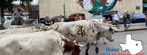 Stampede of Speed